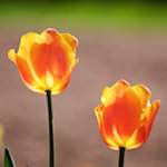 image: Image du photoset &lsquo;fleurs d&rsquo;esch (cxxviii)&rsquo;.