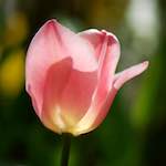 image: Image du photoset &lsquo;fleurs d&rsquo;esch (cxxviii)&rsquo;.