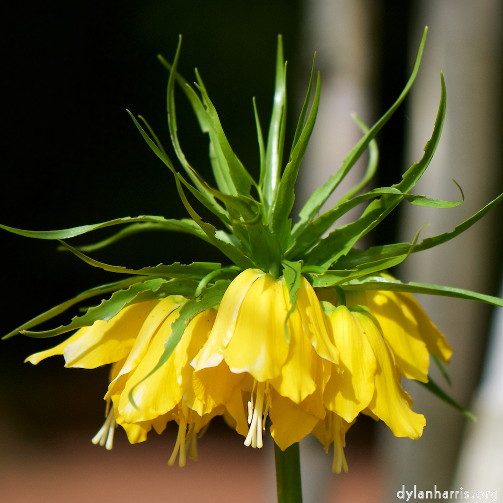 image: This is &lsquo;escher blummen (cxxix) 1&rsquo;.