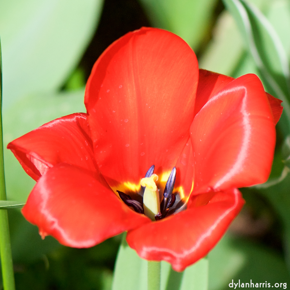 image: This is &lsquo;escher blummen (cxxix) 2&rsquo;.