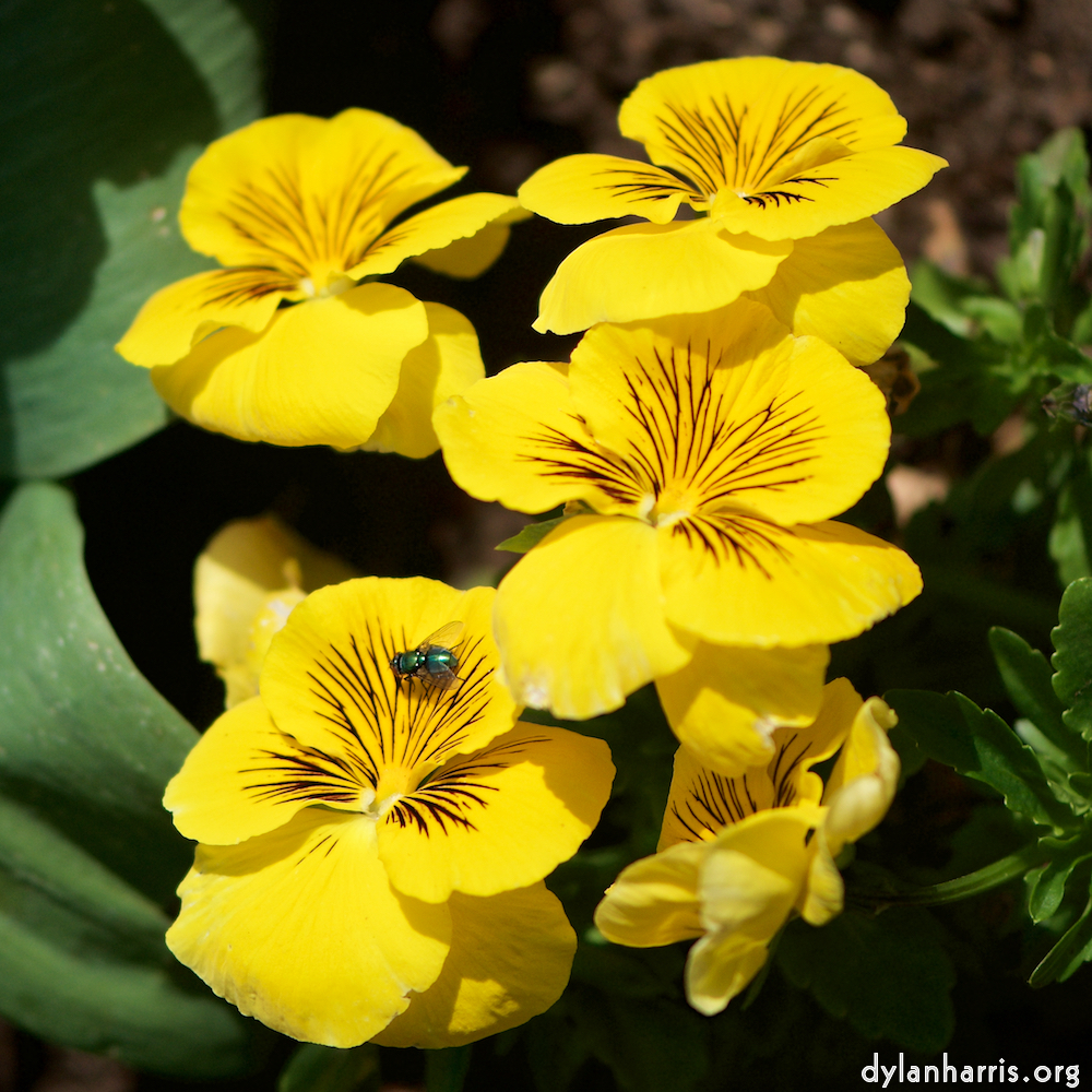 image: This is &lsquo;escher blummen (cxxix) 3&rsquo;.