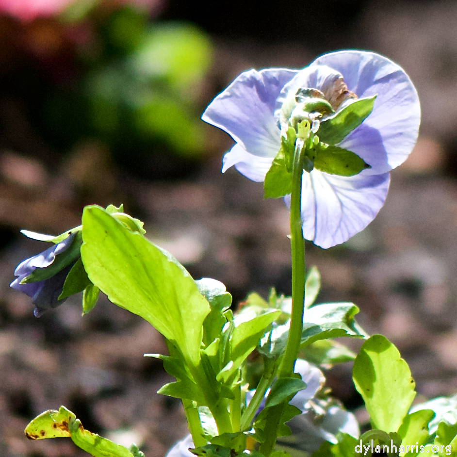 image: This is &lsquo;escher blummen (cxxix) 4&rsquo;.