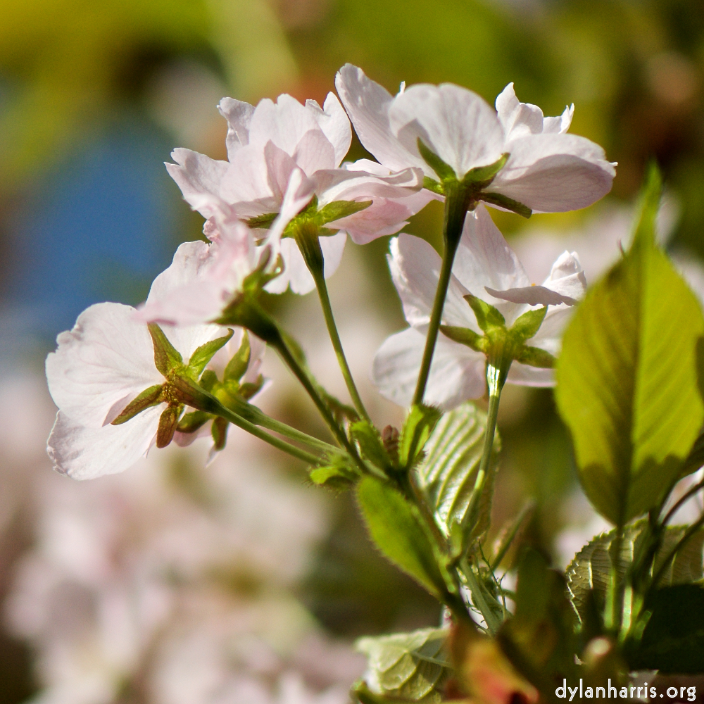 image: This is &lsquo;escher blummen (cxxix) 6&rsquo;.