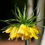 image: Image from the photoset &lsquo;escher blummen (cxxix)&rsquo;.