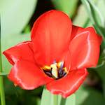 image: Image from the photoset &lsquo;escher blummen (cxxix)&rsquo;.