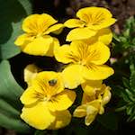 image: Image from the photoset &lsquo;escher blummen (cxxix)&rsquo;.