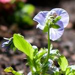 image: Image from the photoset &lsquo;escher blummen (cxxix)&rsquo;.