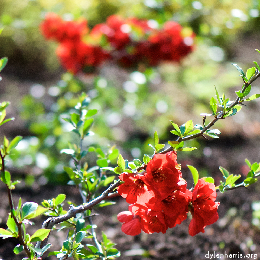 image: Voici &lsquo;fleurs d&rsquo;esch (cxxx) 1&rsquo;.