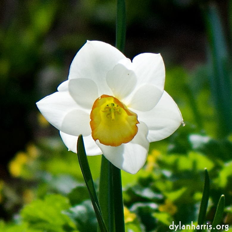 image: Voici &lsquo;fleurs d&rsquo;esch (cxxx) 2&rsquo;.