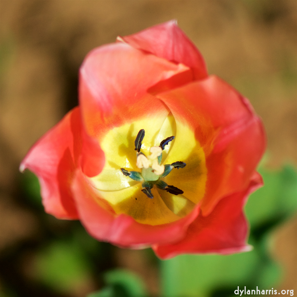 image: Voici &lsquo;fleurs d&rsquo;esch (cxxx) 4&rsquo;.