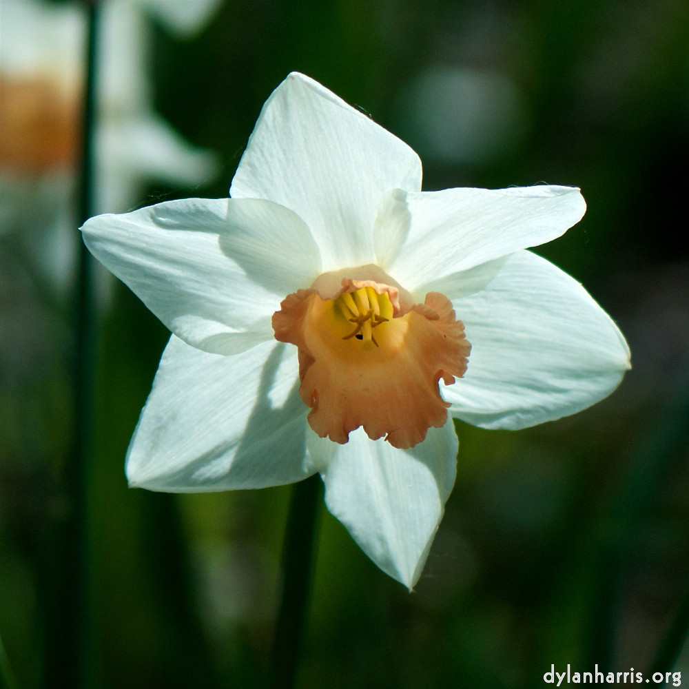 image: Voici &lsquo;fleurs d&rsquo;esch (cxxx) 5&rsquo;.