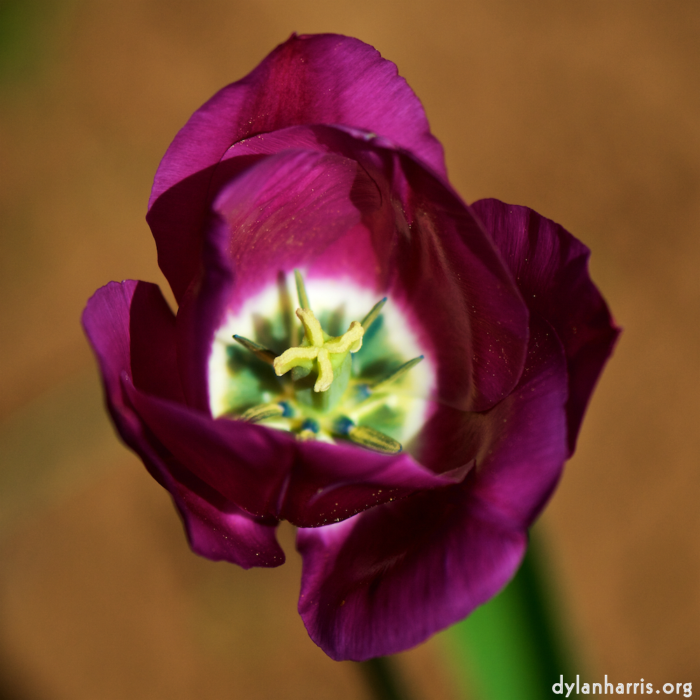 image: Voici &lsquo;fleurs d&rsquo;esch (cxxx) 6&rsquo;.