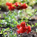 image: Image du photoset &lsquo;fleurs d&rsquo;esch (cxxx)&rsquo;.