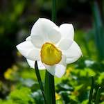 image: Image du photoset &lsquo;fleurs d&rsquo;esch (cxxx)&rsquo;.