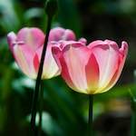 image: Image du photoset &lsquo;fleurs d&rsquo;esch (cxxx)&rsquo;.