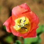 image: Image du photoset &lsquo;fleurs d&rsquo;esch (cxxx)&rsquo;.