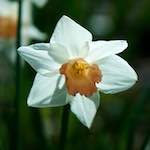 image: Image du photoset &lsquo;fleurs d&rsquo;esch (cxxx)&rsquo;.