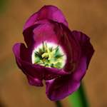 image: Image du photoset &lsquo;fleurs d&rsquo;esch (cxxx)&rsquo;.