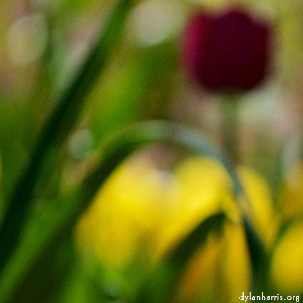 image: Voici &lsquo;park (xxxvi) 3&rsquo;.