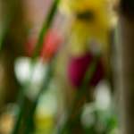 image: Image du photoset &lsquo;park (xxxvi)&rsquo;.