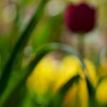 image: Image du photoset &lsquo;park (xxxvi)&rsquo;.