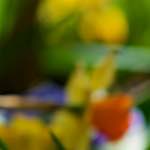 image: Image du photoset &lsquo;park (xxxvi)&rsquo;.