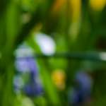 image: Image du photoset &lsquo;park (xxxvi)&rsquo;.