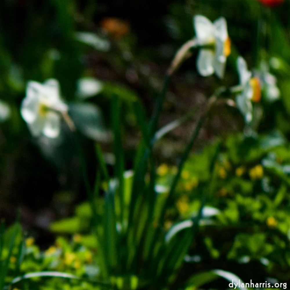 image: Voici &lsquo;park (xxxvii) 6&rsquo;.