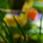 image: Image du photoset &lsquo;park (xxxvii)&rsquo;.