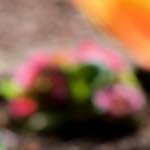 image: Image du photoset &lsquo;park (xxxvii)&rsquo;.