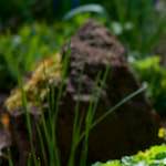 image: Image du photoset &lsquo;park (xxxvii)&rsquo;.