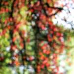 image: Image du photoset &lsquo;park (xxxvii)&rsquo;.