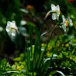 image: Image du photoset &lsquo;park (xxxvii)&rsquo;.