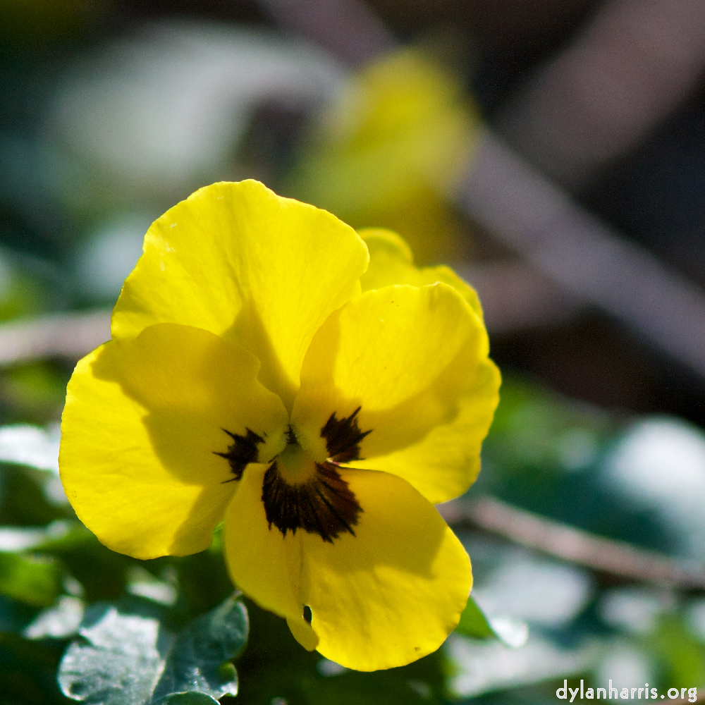 image: Voici &lsquo;fleurs d&rsquo;esch (cxix) 1&rsquo;.