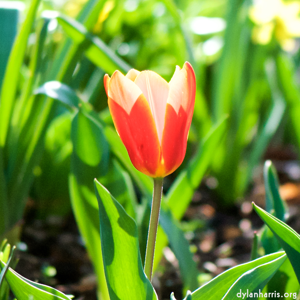 image: Voici &lsquo;fleurs d&rsquo;esch (cxix) 2&rsquo;.