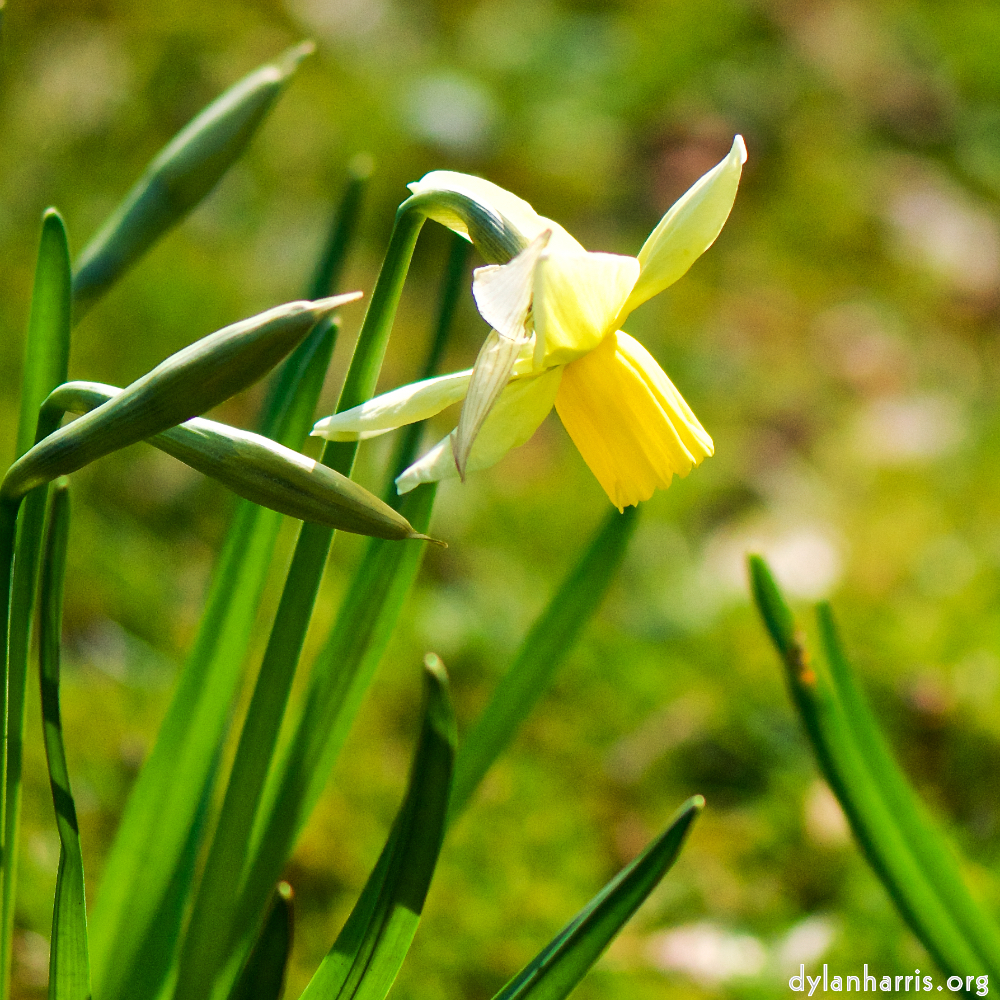 image: Voici &lsquo;fleurs d&rsquo;esch (cxix) 3&rsquo;.