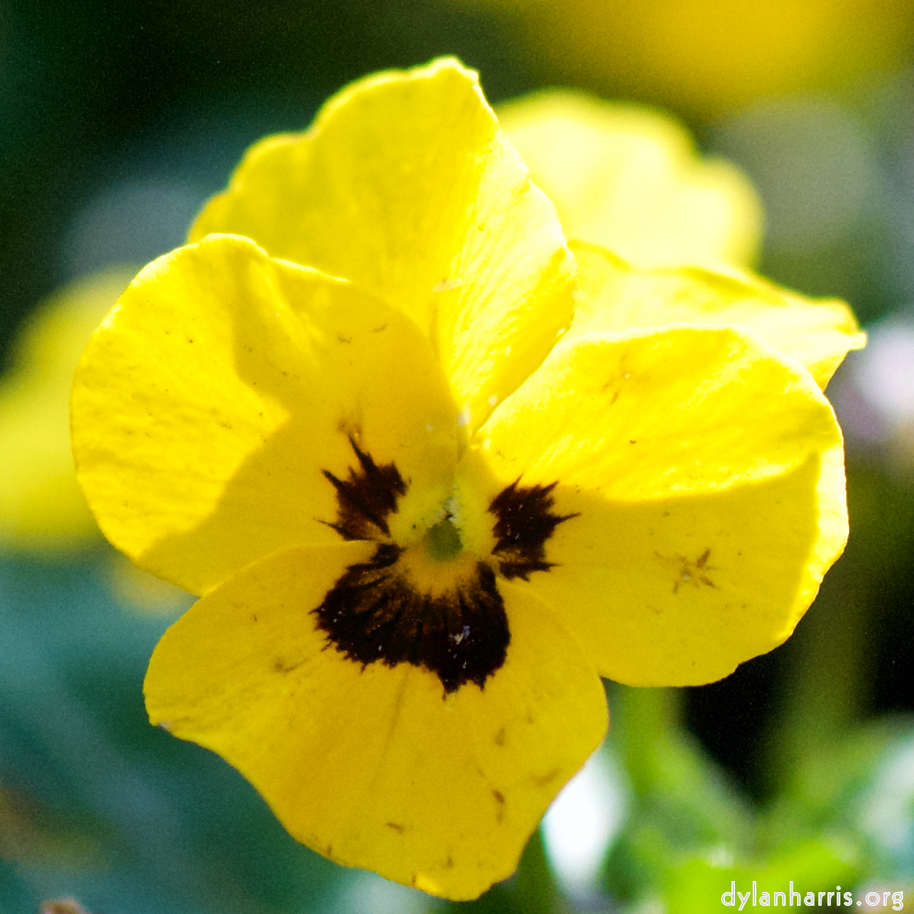 image: Voici &lsquo;fleurs d&rsquo;esch (cxix) 4&rsquo;.