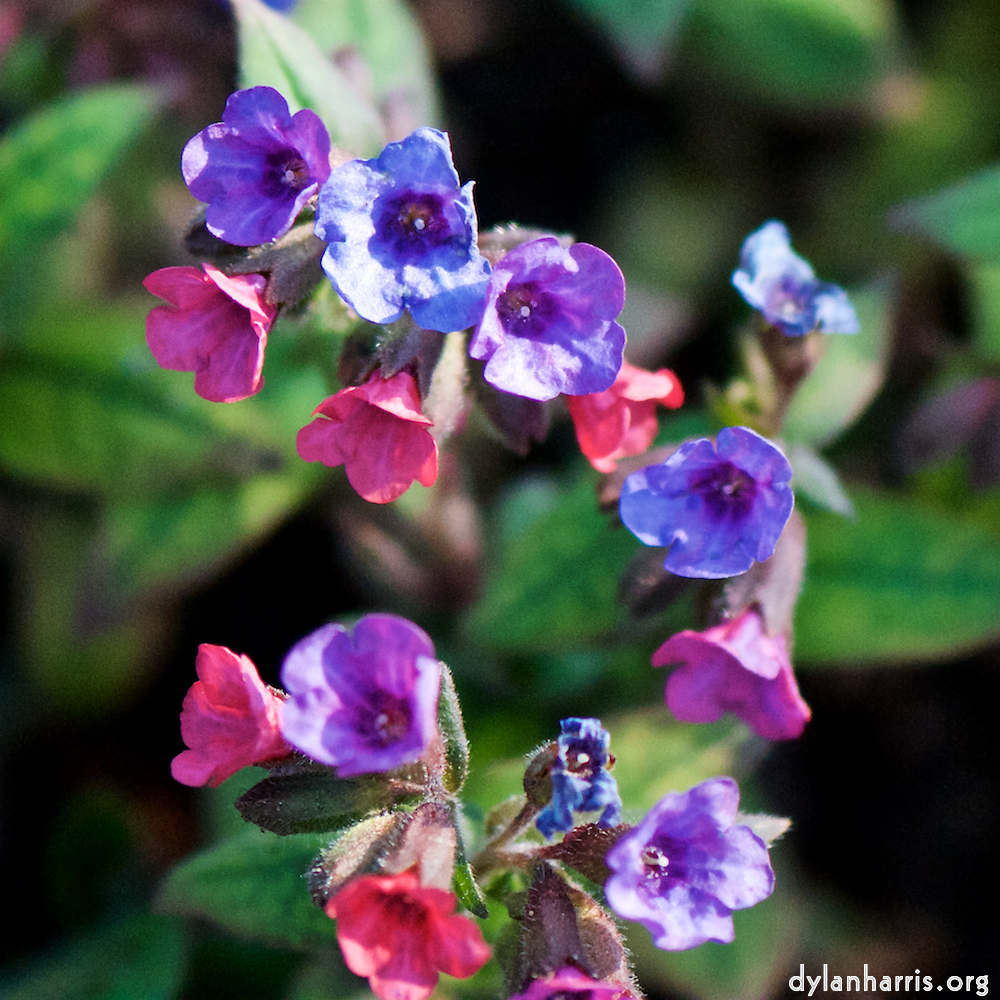 image: Voici &lsquo;fleurs d&rsquo;esch (cxix) 5&rsquo;.