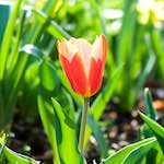 image: Image du photoset &lsquo;fleurs d&rsquo;esch (cxix)&rsquo;.