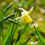 image: Image du photoset &lsquo;fleurs d&rsquo;esch (cxix)&rsquo;.