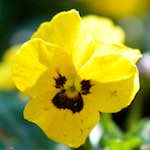 image: Image du photoset &lsquo;fleurs d&rsquo;esch (cxix)&rsquo;.