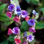 image: Image du photoset &lsquo;fleurs d&rsquo;esch (cxix)&rsquo;.