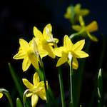 image: Image du photoset &lsquo;fleurs d&rsquo;esch (cxix)&rsquo;.