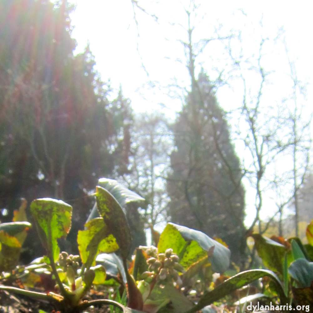 image: Voici &lsquo;fleurs d&rsquo;esch (cxx) 1&rsquo;.