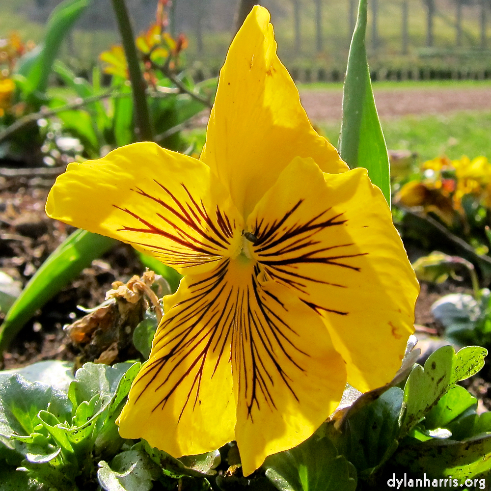 image: Voici &lsquo;fleurs d&rsquo;esch (cxx) 2&rsquo;.