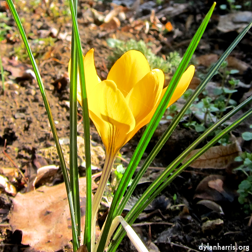 image: Voici &lsquo;fleurs d&rsquo;esch (cxx) 4&rsquo;.