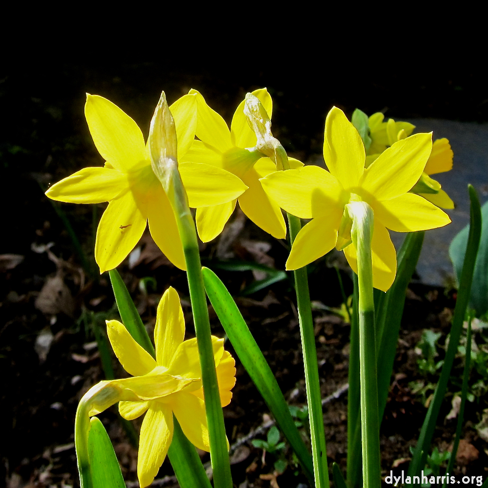 image: Voici &lsquo;fleurs d&rsquo;esch (cxx) 6&rsquo;.