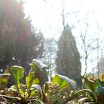 image: Image du photoset &lsquo;fleurs d&rsquo;esch (cxx)&rsquo;.