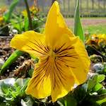 image: Image du photoset &lsquo;fleurs d&rsquo;esch (cxx)&rsquo;.