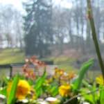 image: Image du photoset &lsquo;fleurs d&rsquo;esch (cxx)&rsquo;.